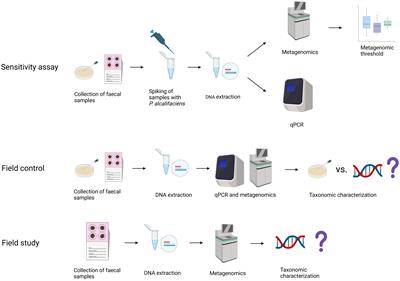 Defining a metagenomic threshold for detecting low abundances of Providencia alcalifaciens in canine faecal samples